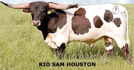 Trophy Steers for Sale