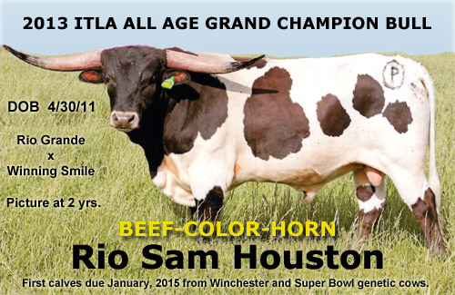 Texas Longhorn Cattle